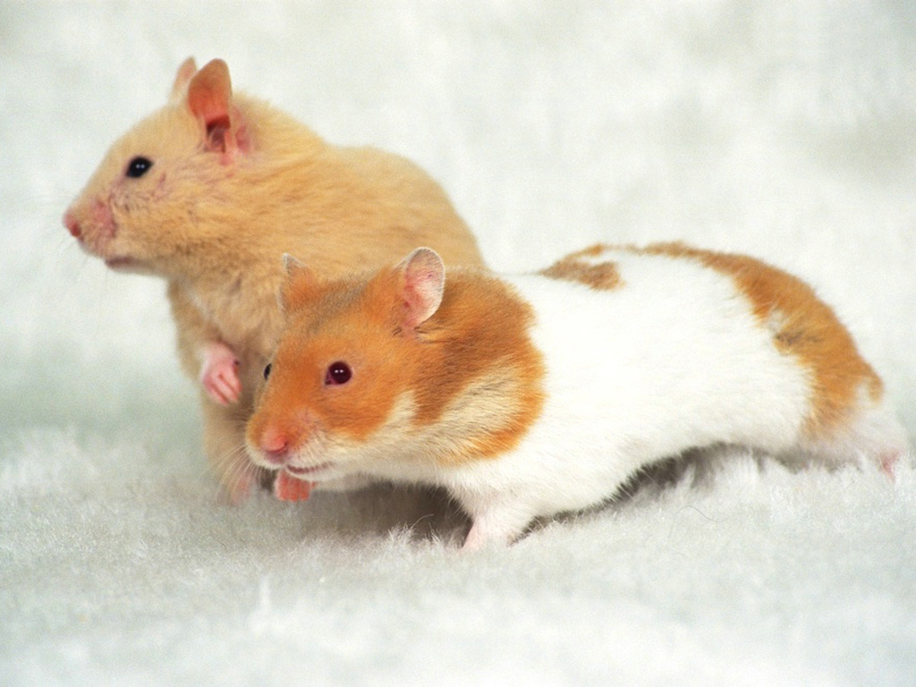 中文别名:腮鼠、搬仓鼠、葵鼠 拉丁文学名:Cricetidae 英文名:Hamster 分类 界:动物界 Animalia 门:脊索动物门 Chordata 纲:哺乳纲 Mammalia 目:啮齿目 Rodentia 科:仓鼠科 Cricetidae 亚科仓鼠亚科 Cricetinae 属:短耳仓鼠属(Allocricetulus) 甘肃仓鼠属(Cansumys) 欧仓鼠属(Cricetus) 仓鼠属(Cricetulus) 金仓鼠属(Meso
