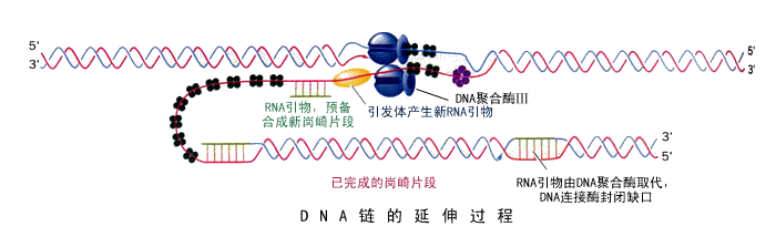 dna复制的过程